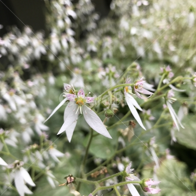 바위취,겨우사리범의귀,동이초,바위초,범의귀,석하엽,호이초,Saxifraga,여러해살이풀,5월꽃,관상용,공기정화,식물,꽃,Flower,식물,자연,plants,nature,꽃,flower