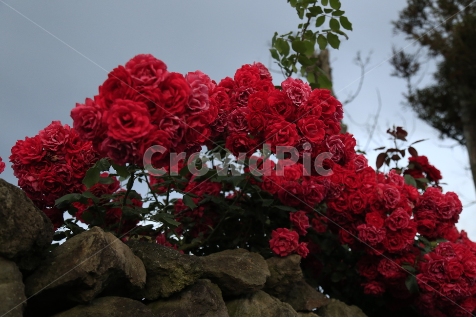 장미,빨강,꽃,식물,들장미,식물,자연,plants,nature,꽃,flower