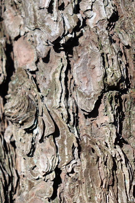 나무,식물,단단한,껍질,tree,plant