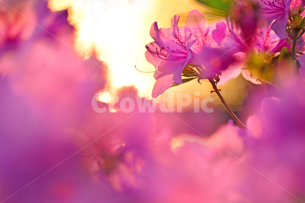 봄,철쭉꽃,진달래,색감,분홍색,핑크색,pink,한국적,토종,햇빛,반사,노을,석양,해질무렵,sunset,분위기,느낌,감성,emotion,sensible,feeling,배경,바탕,백그라운드,background,꽃잎,꽃술,몽환적,시즌,계절,식물,자연,plants,nature,꽃,flower