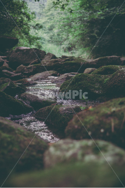 계곡,물,돌,바위,이끼,나무,초록,green,여름,여름,계절,summer,season,자연,풍경,nature,landscape,plant,식물,algae,조류