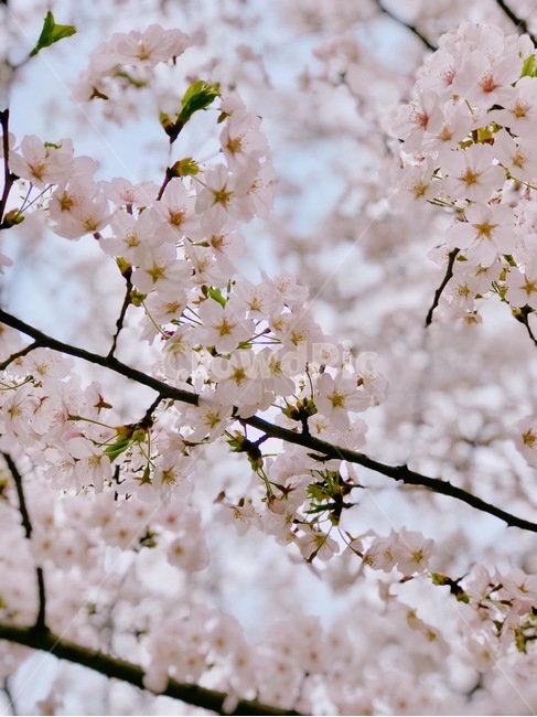 봄,벚꽃,벚나무,봄꽃,맑음,하늘,자연,봄날,봄,계절,spring,season,식물,자연,plants,nature,꽃,flower,감성,sensible,feeling,plant,blossom