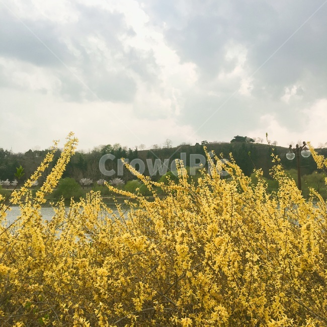 개나리,꽃,구름,하늘,산,flower,cloud,sky