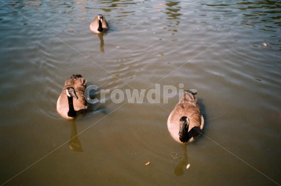 오리,동물,새,자연,호수,동물,animal,조류,새,birds