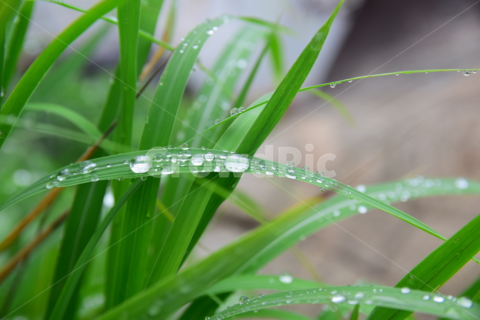풀잎,빗방울,초록잎,초록,물방울,빗물,식물,자연,녹색,plants,nature,green
