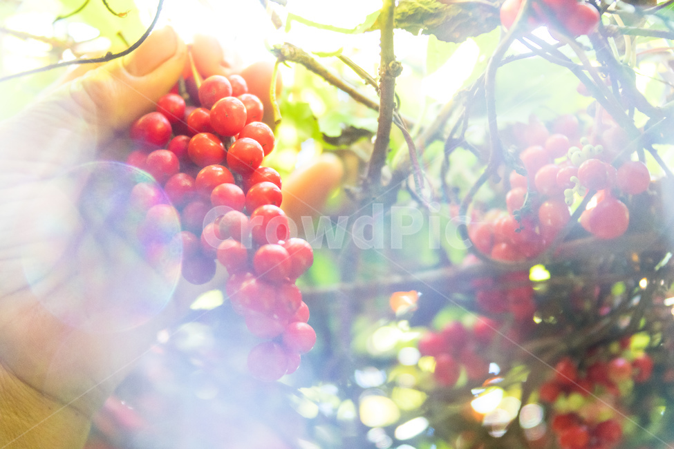 오미자,다섯가지맛,식물,과일,열매,수확,농업,제철,식물,자연,plants,nature,사람,인물,인간,human,person,신체일부,몸,body,과일,열매,fruit