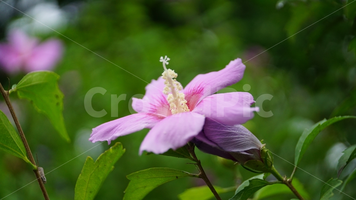 무궁화,꽃,식물,플라워,자연,flower,nature,여름,7월,summer,국화,한국,korea,풍경,landscape,꽃사진,plants,식물,자연,plants,nature,꽃,flower