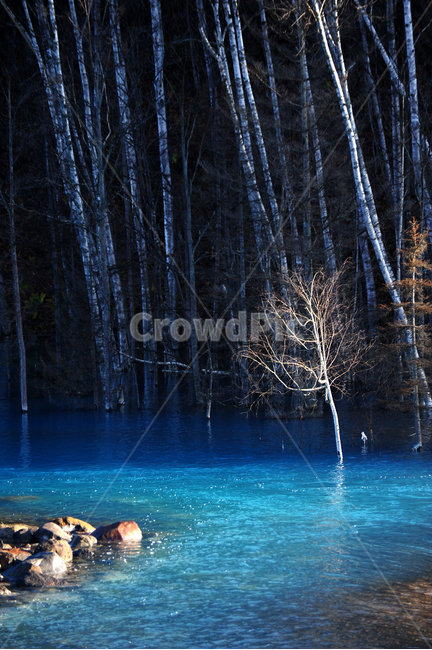 일본,홋카이도,비에이,청의호수,아오이케,호수,나무,자연,풍경,nature,landscape,해외,외국,세계,foreign,oversea,world,세계자연풍경,해외자연풍경,외국자연풍경,world nature landscape,식물,plants,나무,trees,wood,색깔,색상,색채,색감,color sense,color sensitivity,feeling of color,water,물,outdoors,옥외