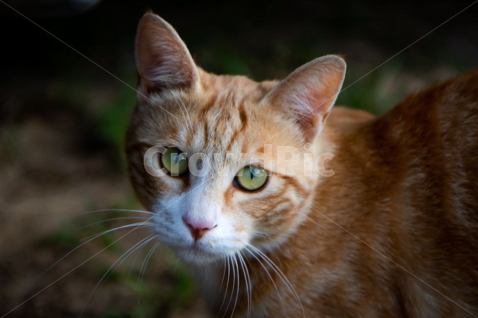 고양이,애완동물,pet,cat,animal,동물,animal,포유류,mammal,고양이,cat,kitten,kitty