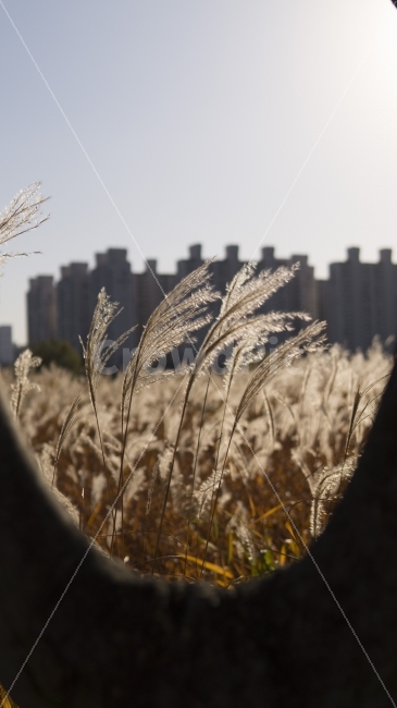 가을,억새,나무,도시,울산,가을,계절,fall,autumn,season,식물,자연,plants,nature,감성,sensible,feeling,grass,잔디,plant,food,음식