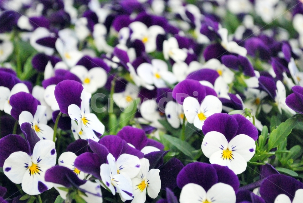 꽃,화단,식물,봄,보라색,flower,flowerbed,plant,spring,purple,식물,자연,plants,nature,꽃,flower