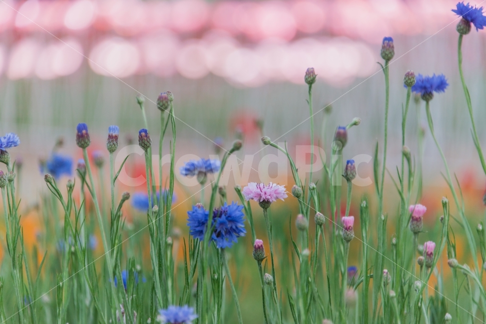 수레국화,꽃,보케,flowers,감성,울산,Ulsan,bokeh,행복,핑크빛,식물,자연,plants,nature,꽃,flower,감성,sensible,feeling