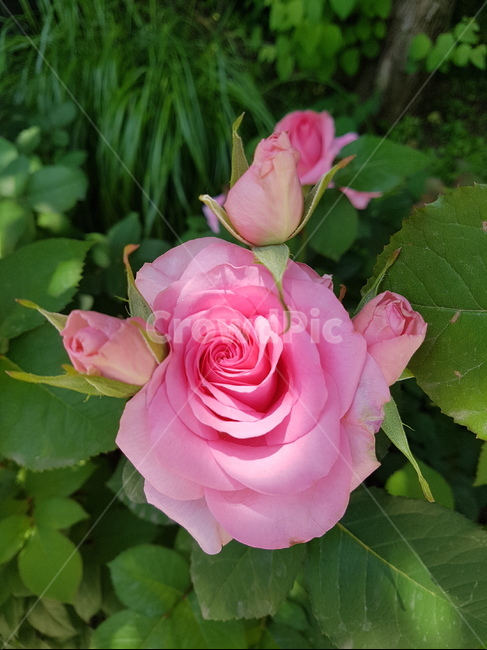 핑크,장미,장미축제,로즈데이,꽃다발,꽃송이,rose,love,장미공원,장미꽃,자연,사랑,장미향,장미무늬