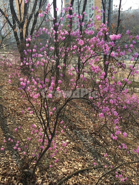 plant,식물,진달래꽃,꽃,봄