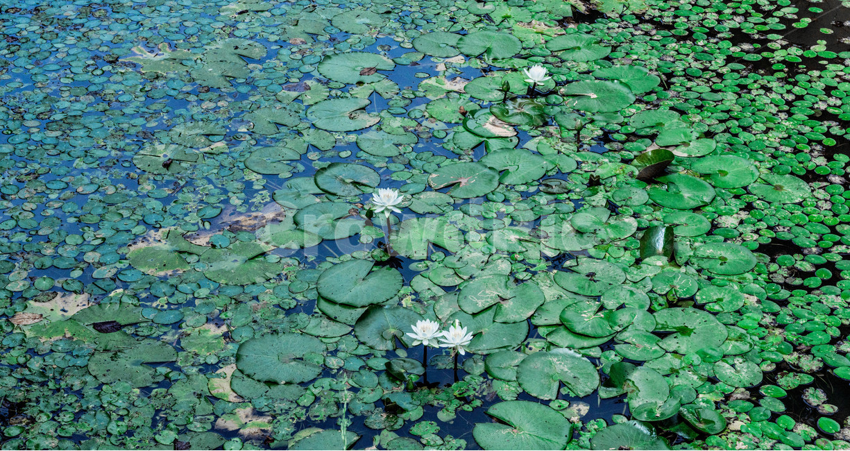 plant,식물,연꽃,lotus,늪,연못