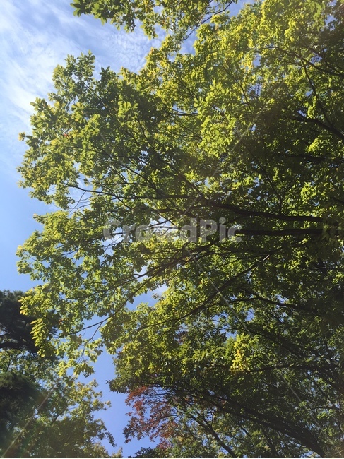 나무,나뭇잎,풍경,초록,초록잎,산,등산,자연,풍경,nature,landscape,tree,plant,식물,tree trunk,나무 줄기
