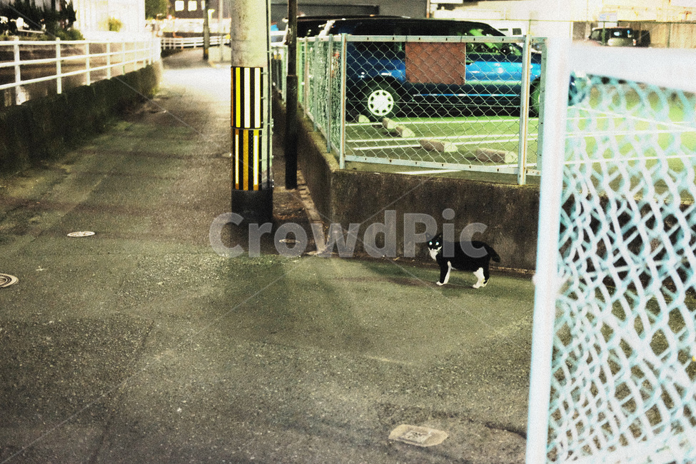 고양이,밤,길고양이,골목,cat,alley,동물,animal,포유류,mammal,고양이,cat,kitten,kitty