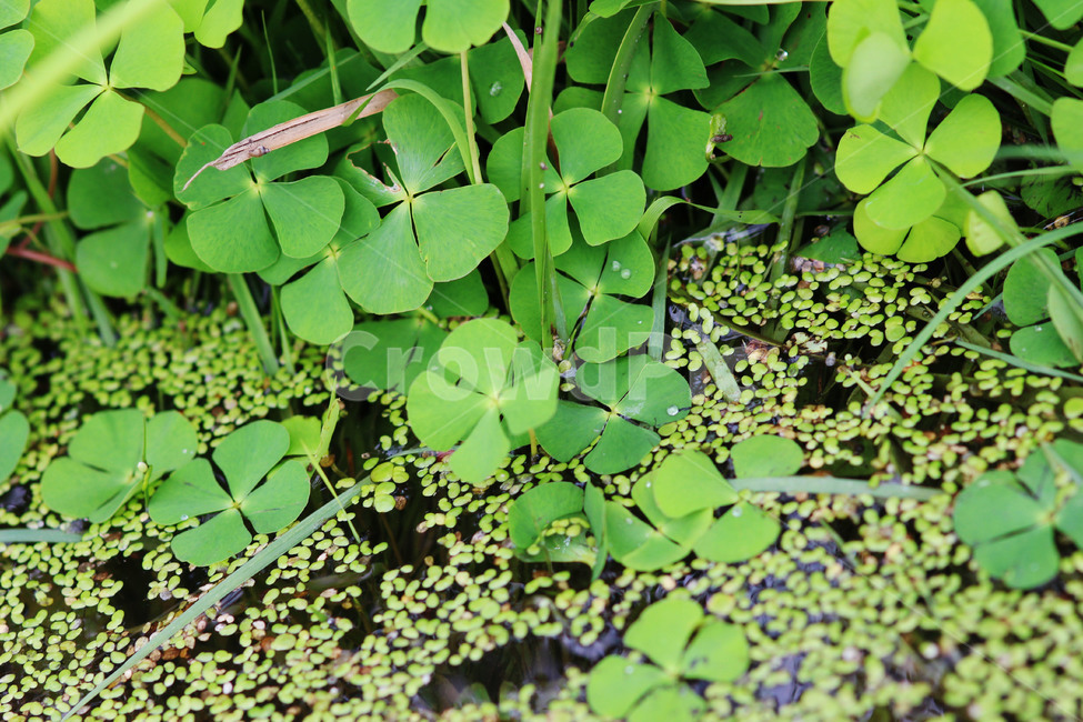 네잎클로버,plant,식물,leaf,잎,식물,자연,plants,nature