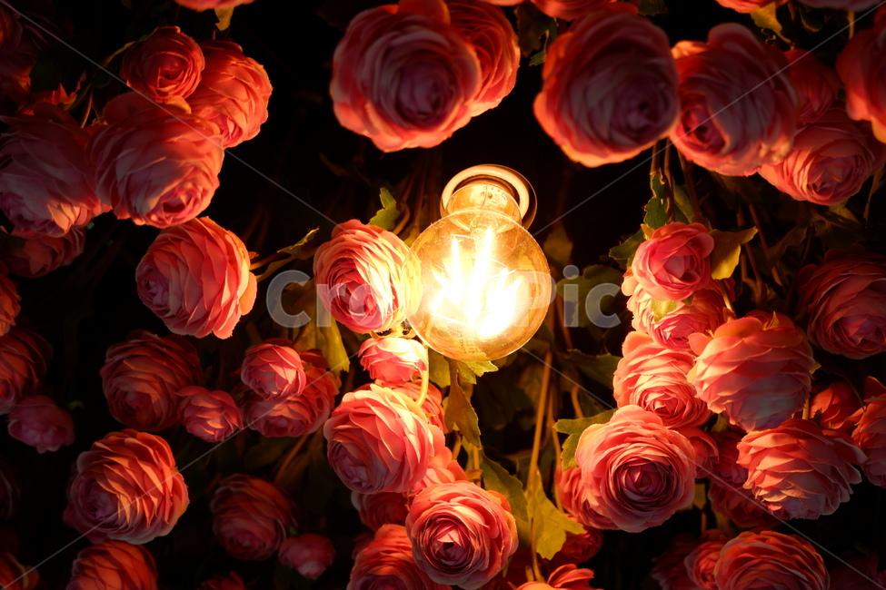 꽃,조명,빛,nature,flower,꽃,flower