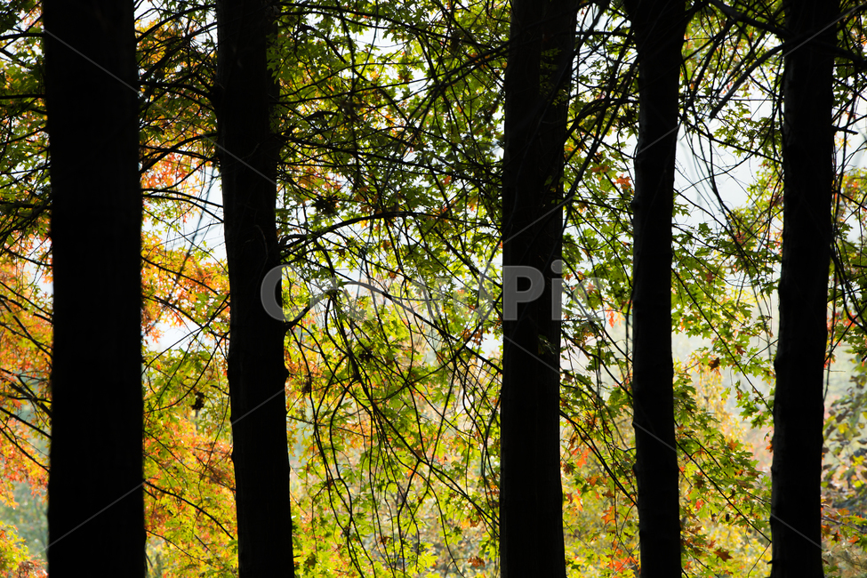 tree,나무,식물,leaf,잎,maple,단풍,가을,계절,fall,autumn,season