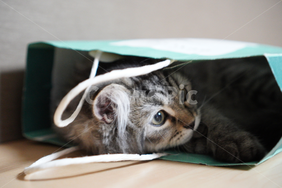 고양이,어리고양이,아기고양이,페르시안고양이,반려묘,냥이,동물,animal,포유류,mammal,고양이,cat,kitten,kitty