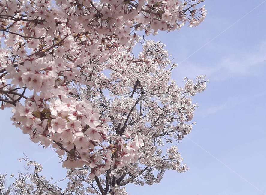 벚꽃,cherryblossom,blossom,flower,식물,plant,봄,spring