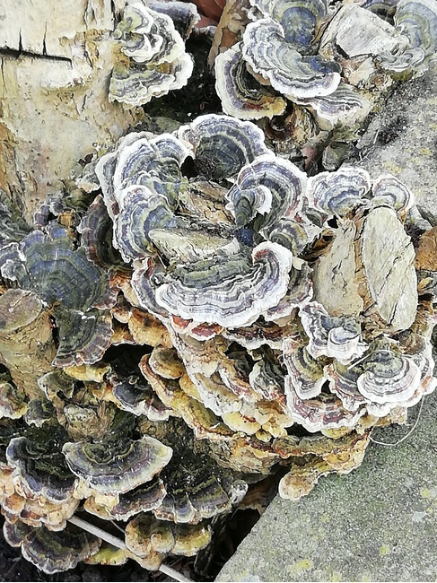 버섯,mushroom,자연,nature,생물