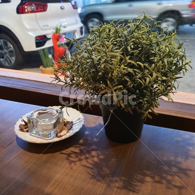 로즈마리,화분,양초,데코,허브,향초,실내용화초,화분,화초,house plant