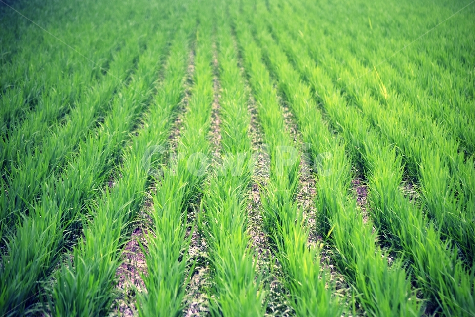 논,벼,시골,농장,여름,초록,식물,farm,vegetable,농업,농사,agriculture,farming,farming industry