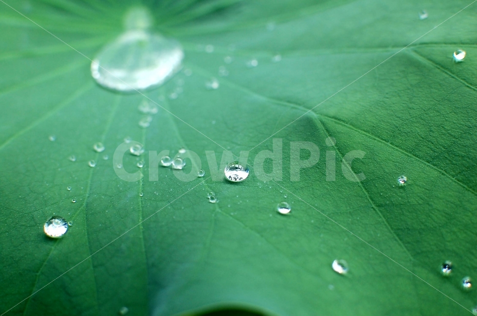 식물,연잎,물방울,빗방울,구슬,비,비오는날,rain,rainy,식물,자연,plants,nature