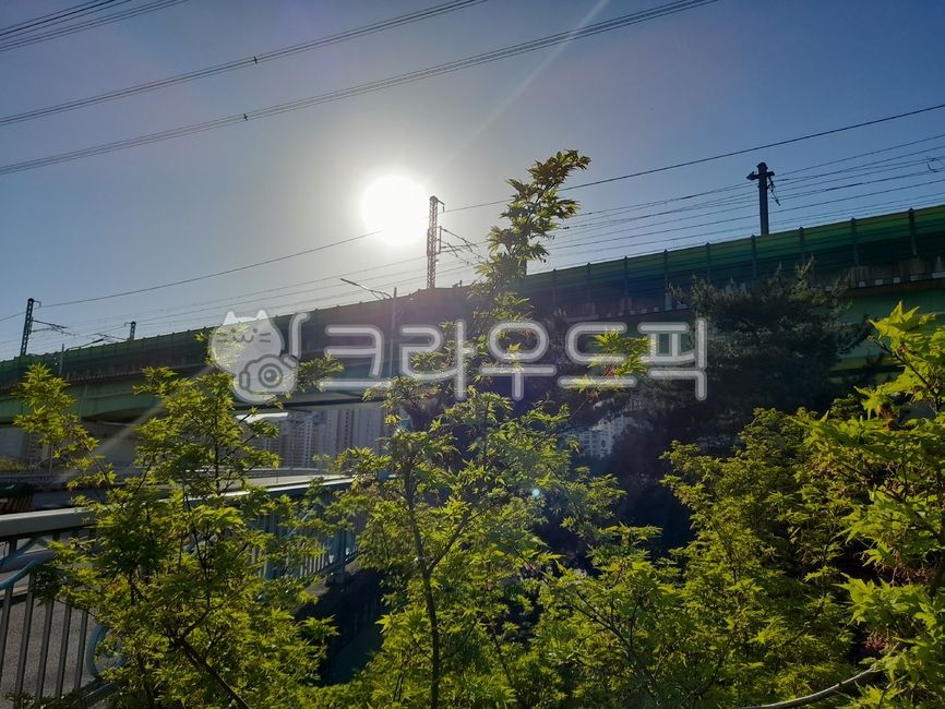 나무,tree,햇빛,빛,sunlight,light