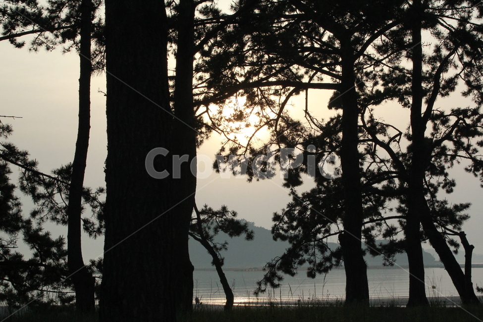 해직녘,노을,소나무,나무,붉은하늘,tree,sunset,자연,풍경,nature,landscape,plant,식물,tree trunk,나무 줄기