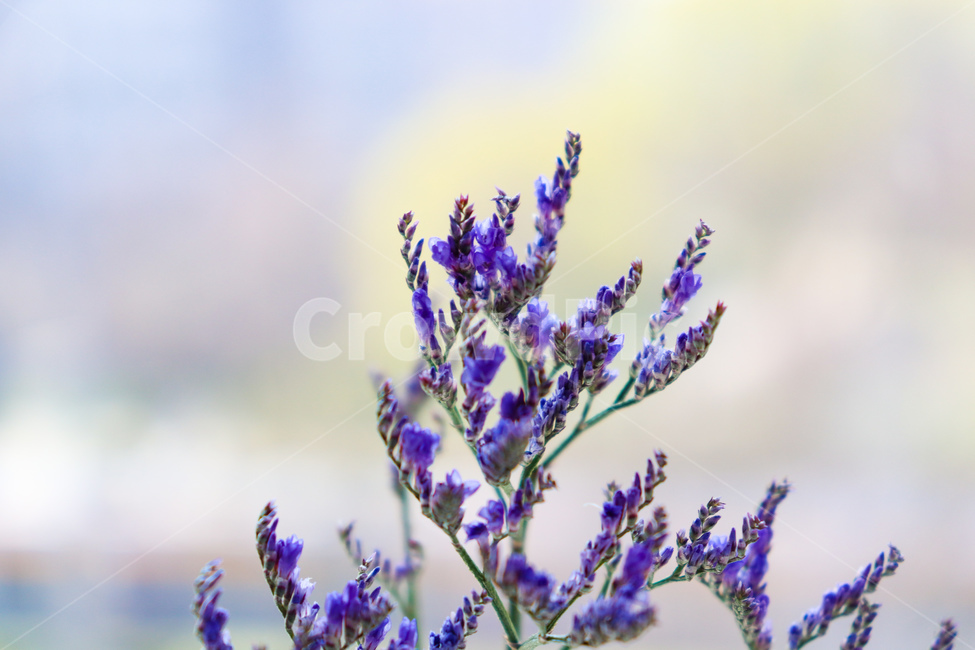 꽃,flower,식물,라벤더,blossom,작은꽃,봄,돌맹이,흙,요름,계절,season,spring,summer,안개꽃,plant,lavender,식물,자연,plants,nature,꽃,flower