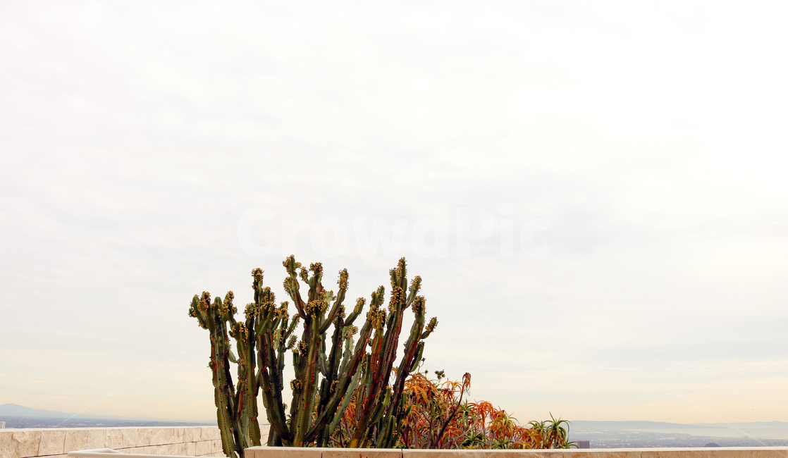 선인장,cactus,풍경,자연,하늘,따스한,깔끔한,차분한,식물,자연,plants,nature