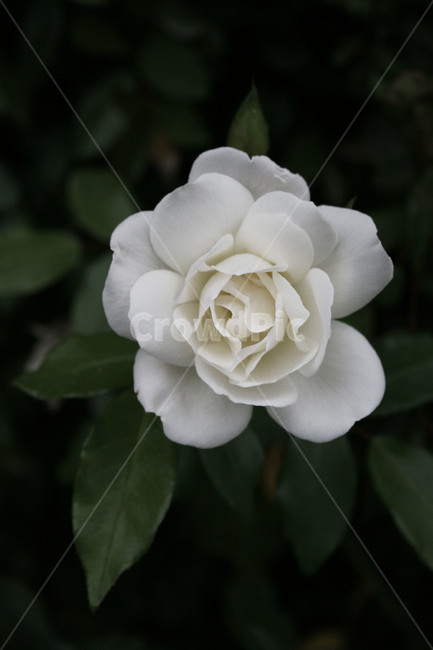 plant,식물,rose,장미,flower,꽃,blossom,흰장미,흰꽃,자연,배경