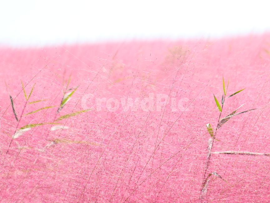 핑크뮬리,뮬리,muhly,pinkmuhly,여러해살이풀,여러해살이식물,핑크뮬리그라스,pinkmuhlygrass,속씨식물,외떡잎식물,벼목,가을,계절,fall,autumn,season,식물,자연,plants,nature