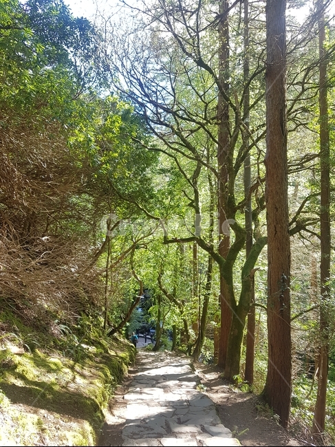 숲,길,나무,자연,산,자연,풍경,nature,landscape,outdoors,옥외,garden,정원,path,통로,arbour,정자
