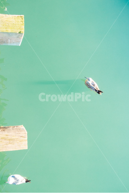 바다,물,기러기,갈매기,새,조류,둥둥,물둥둥,동물,animal,조류,새,birds,감성,sensible,feeling,휴식,힐링,rest,relaxation,healing,색깔,색상,색채,색감,color sense,color sensitivity,feeling of color