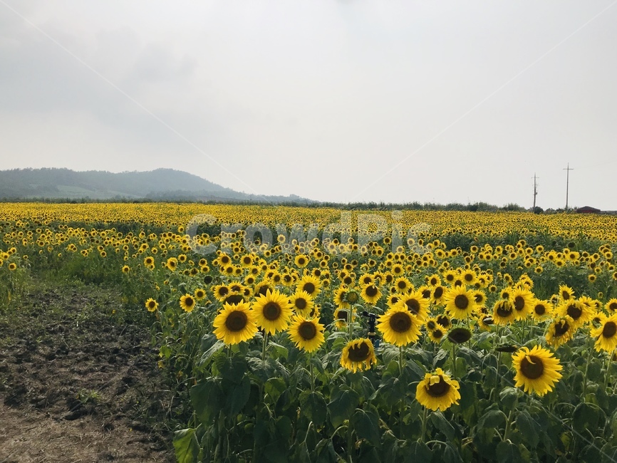 해바라기,해바라기농장,자연,풍경,꽃