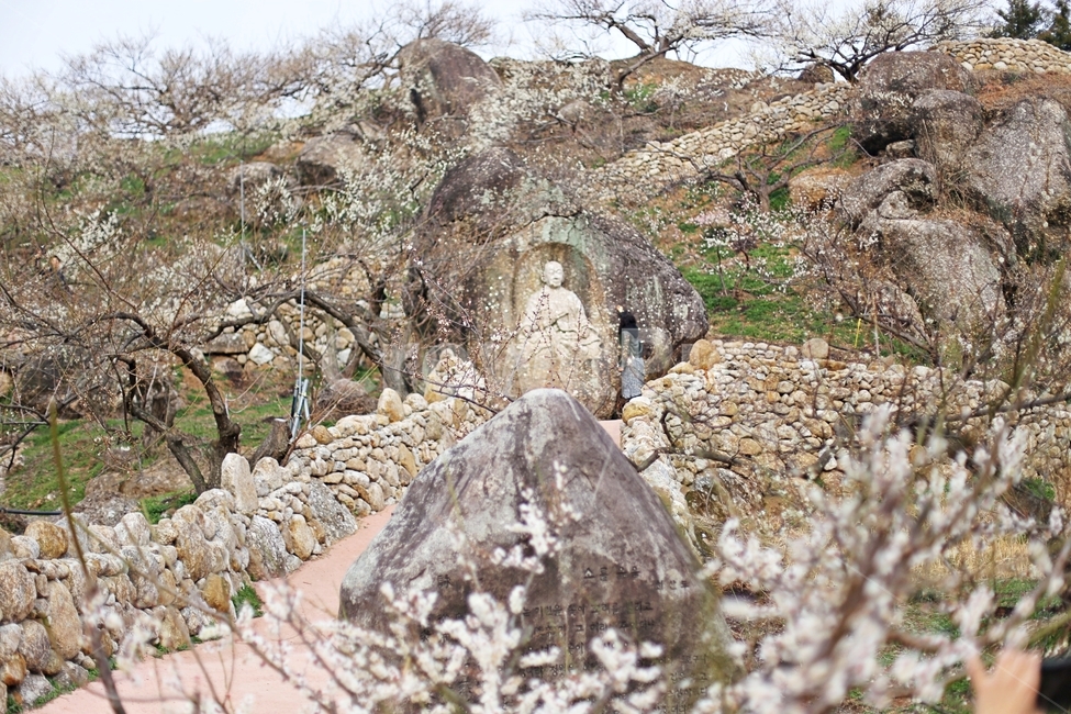하동,매화마을,매화축제,매화꽃,매화,꽃,flower,hadong,자연,풍경,nature,landscape,ground,바닥