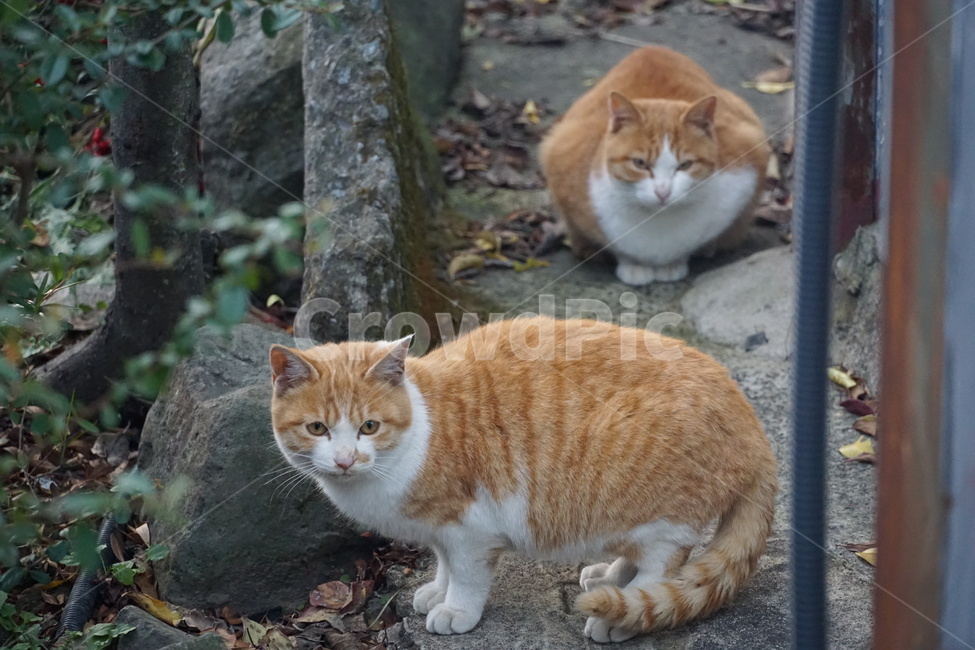 고양이,치즈,길냥이,코숏,코리안숏테일,동물,동물,animal,포유류,mammal,고양이,cat,kitten,kitty
