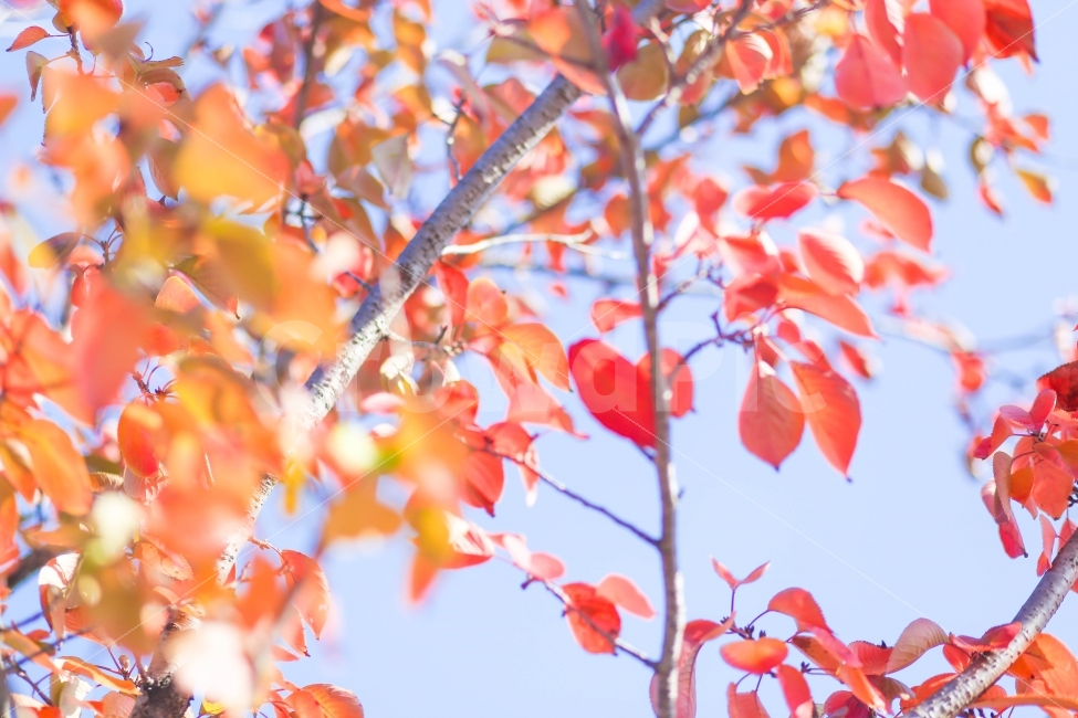 단풍,가을,나무,자연,풍경,가을,계절,fall,autumn,season,식물,자연,plants,nature,감성,sensible,feeling,plant,leaf,잎,tree