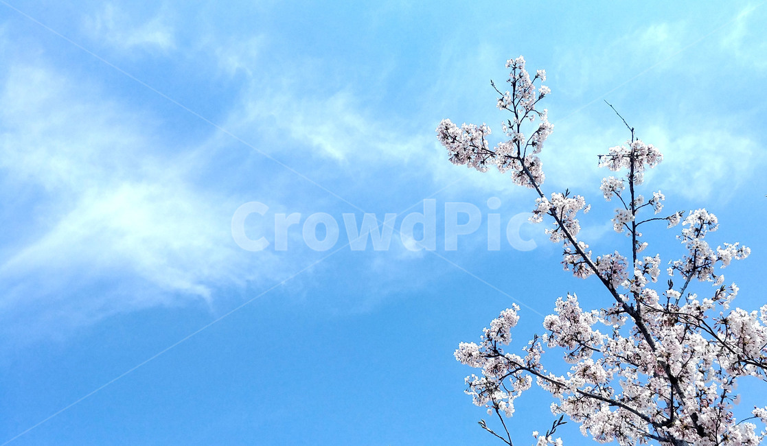 벚꽃,벗꽃,꽃,봄,개화,봄,계절,spring,season,식물,자연,plants,nature,꽃,flower,plant,blossom