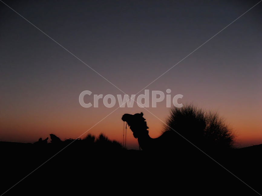 sunset,twilight,red,sky,violet,shadow,silhouette,실루엣,하늘,황혼,날씨,nature,여행,travel,tourism,몽환적인,자연,weather,인도,india,건물,building,사막,desert,camel,낙타,역광,쿠리,자이살메르,animal,동물,safari,tour,사파리,투어