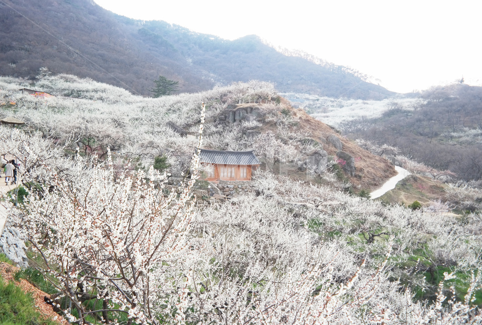 매화,매화꽃,flower,blossom,식물,자연,season,plants,nature,야외,spring,봄,기와집,초가집,outdoors,식물,자연,plants,nature,꽃,flower