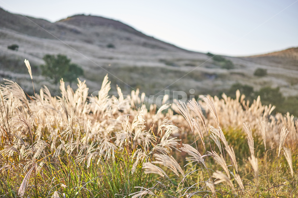 가을,억새,억새밭,힐링,풍경,가을산,쓸쓸함,가을,계절,fall,autumn,season,자연,풍경,nature,landscape,식물,plants,plant,grass,잔디