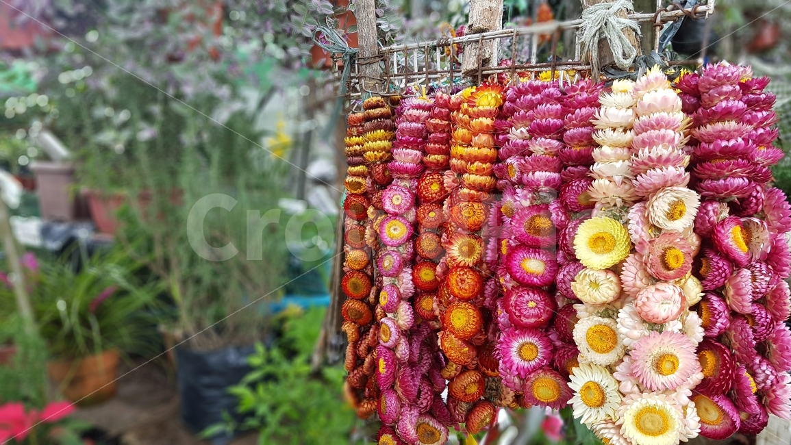 꽃,풍경,자연,화환,여행,해외여행,필리핀,바기오,식물,자연,plants,nature,꽃,flower
