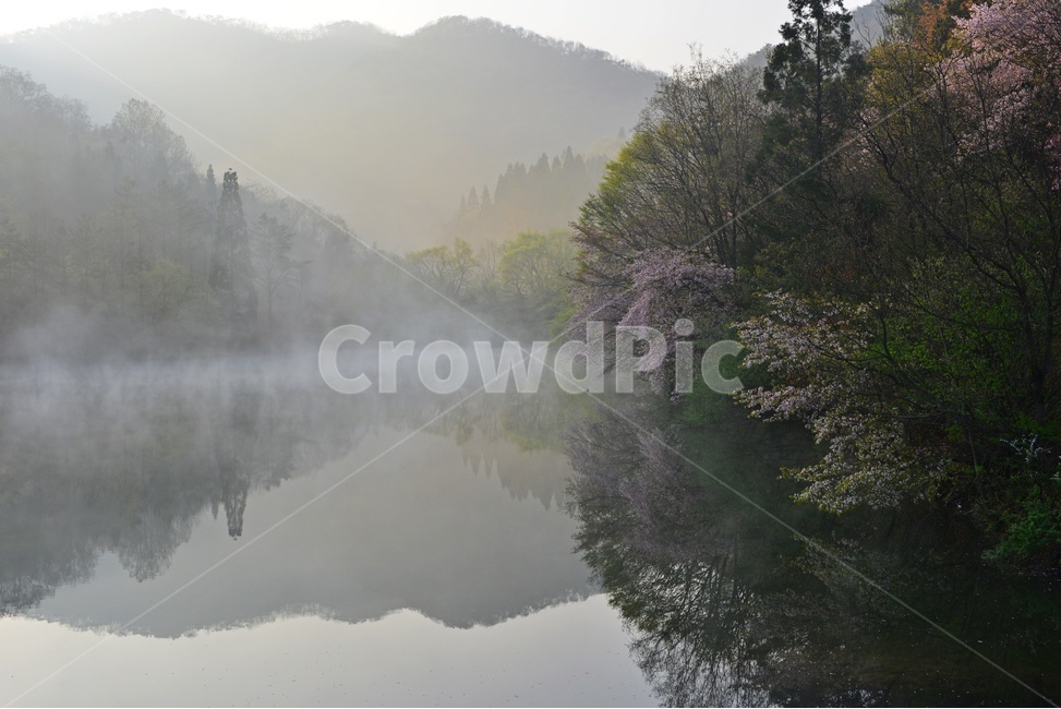 전남,화순,세량지,세량제,물안개,벚꽃,산벚꽃,봄,계절,반영,아침,여명,해돋이,nature,자연,outdoors,옥외,fog,안개,weather,날씨,자연,풍경,nature,landscape