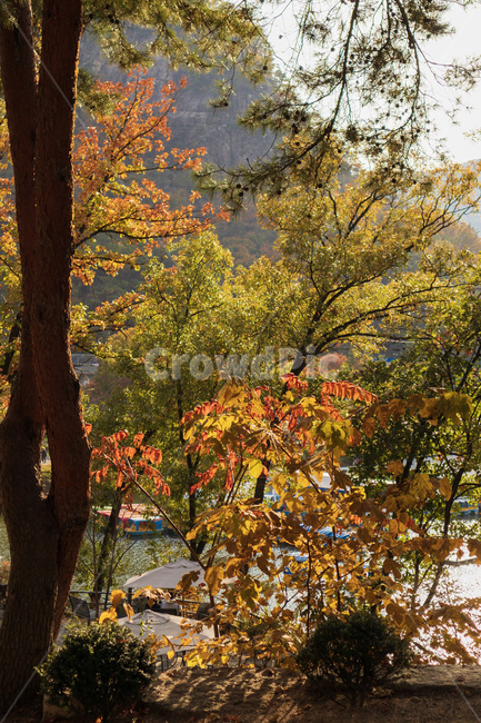 나무,단풍,가을,자연,풍경,fall,tree,landscape,가을,계절,fall,autumn,season,자연,풍경,nature,landscape,plant,식물,tree trunk,나무 줄기,leaf,잎
