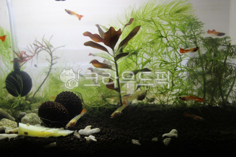 Annecy Short Pin Your,Guppy Your,tropical fish,goofy,fish,water plant,water life,Annecy long pin,Annecy Short Pin,aquarium,Annecy Long Pin Your